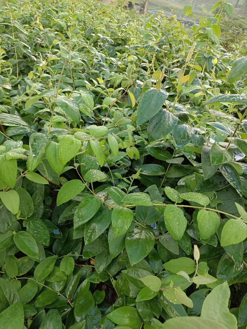 湘雷金银花嫁接树苗