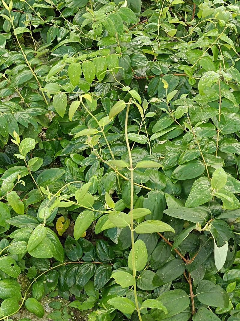 湘雷金银花嫁接树苗