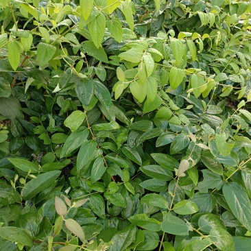湘雷金银花嫁接树苗