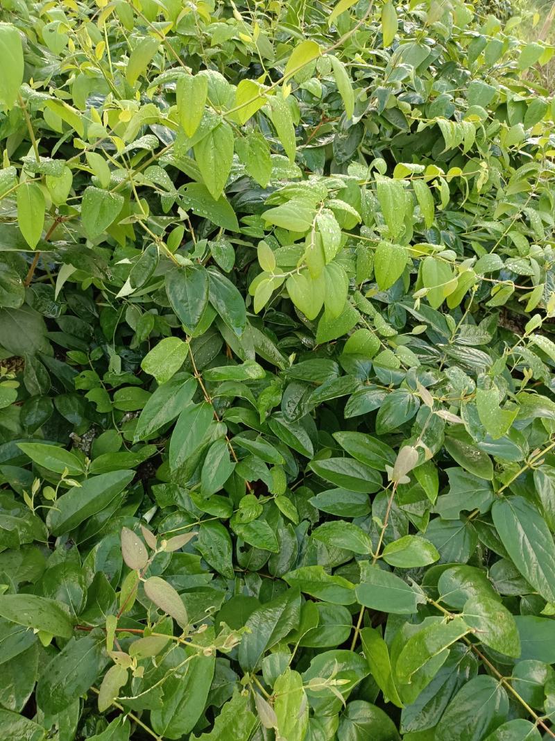 湘雷金银花嫁接树苗