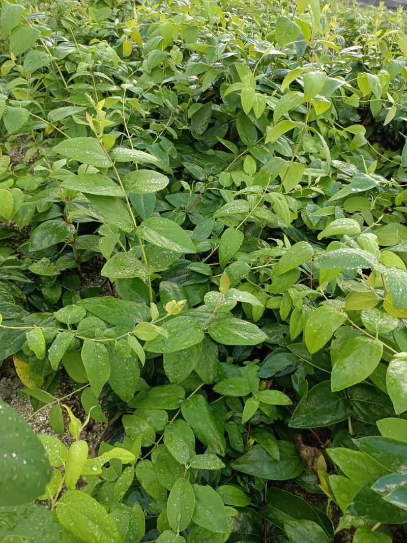 湘雷金银花嫁接树苗