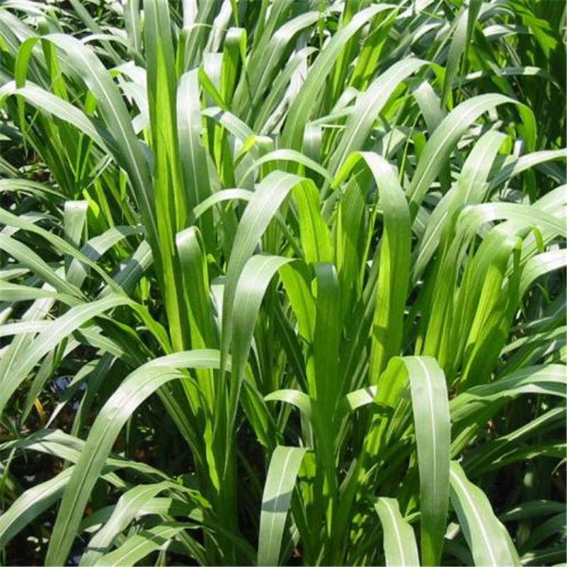多年生盐碱草黑麦草种子盐碱地改良草籽四季节播种简单易种