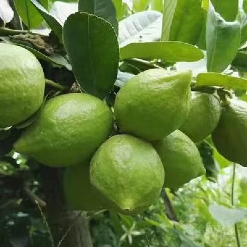 广东香水柠檬树苗奶茶店专用四季香水柠檬无籽嫁接苗果树盆栽