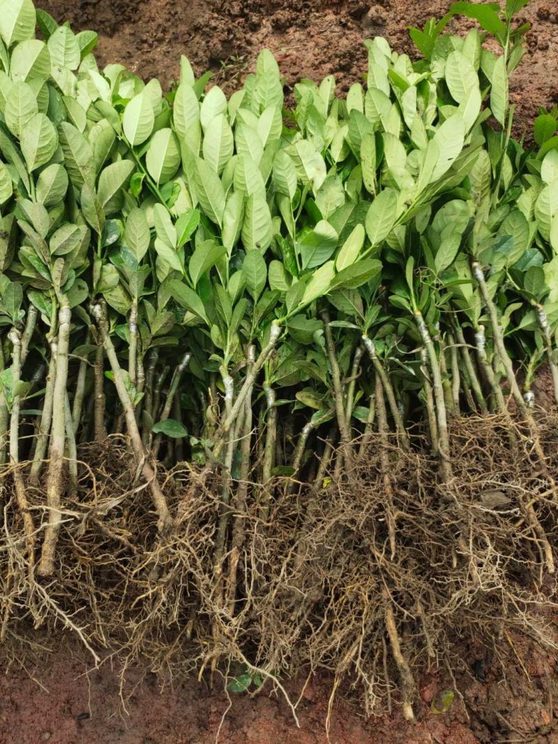 广东香水柠檬树苗奶茶店专用四季香水柠檬无籽嫁接苗果树盆栽