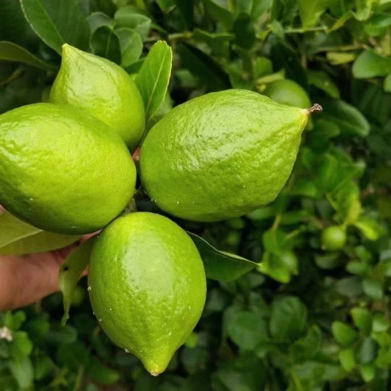 广东香水柠檬树苗奶茶店专用四季香水柠檬无籽嫁接苗果树盆栽