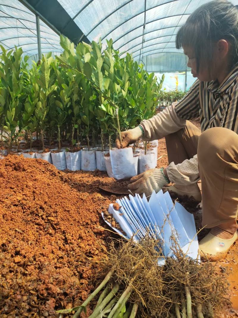 广东香水柠檬树苗奶茶店专用四季香水柠檬无籽嫁接苗果树盆栽