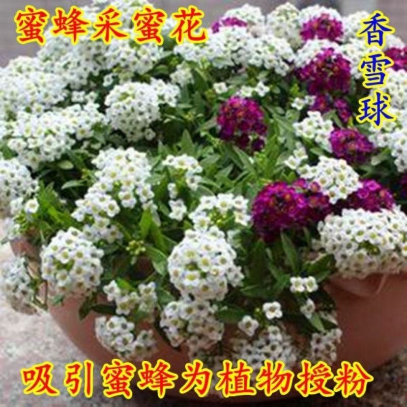 香雪球花种子庭院公园绿化带多年生地被矮生耐寒花卉植物盆栽