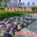 香雪球花种子庭院公园绿化带多年生地被矮生耐寒花卉植物盆栽