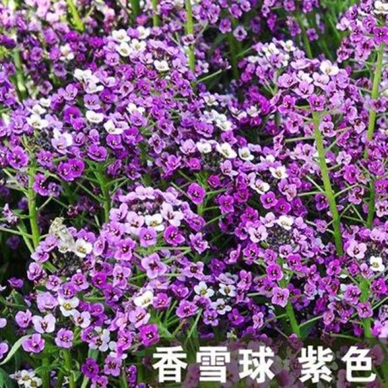 香雪球花种子庭院公园绿化带多年生地被矮生耐寒花卉植物盆栽
