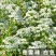 香雪球花种子庭院公园绿化带多年生地被矮生耐寒花卉植物盆栽