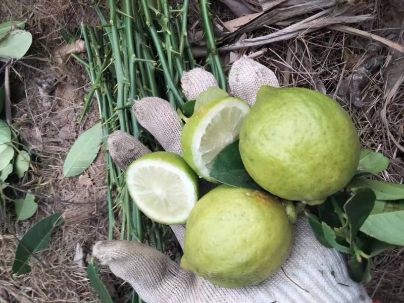 广东香水柠檬树苗奶茶店专用四季香水柠檬无籽嫁接苗果树盆栽