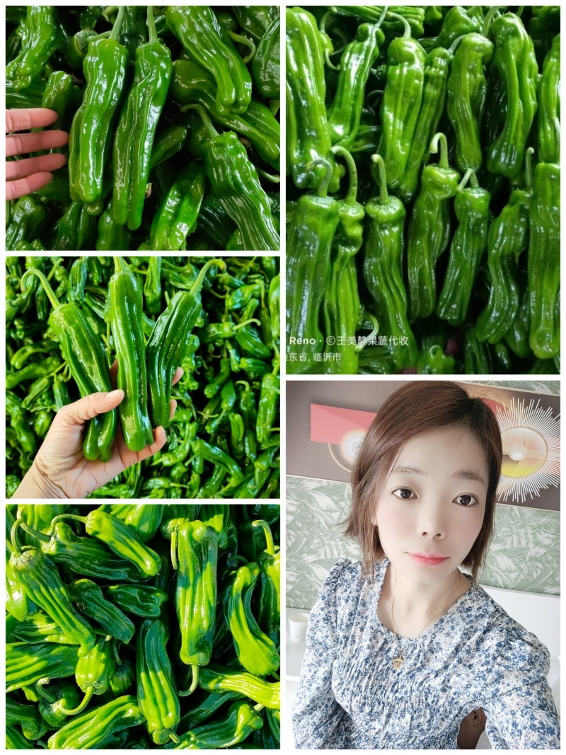 1薄皮椒芜湖椒【新优】欢迎致电洽谈价格【以质论价】保证质量