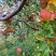 丑苹果