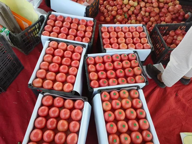 山东西红柿硬粉西红柿质量好果型圆颜色好耐运输