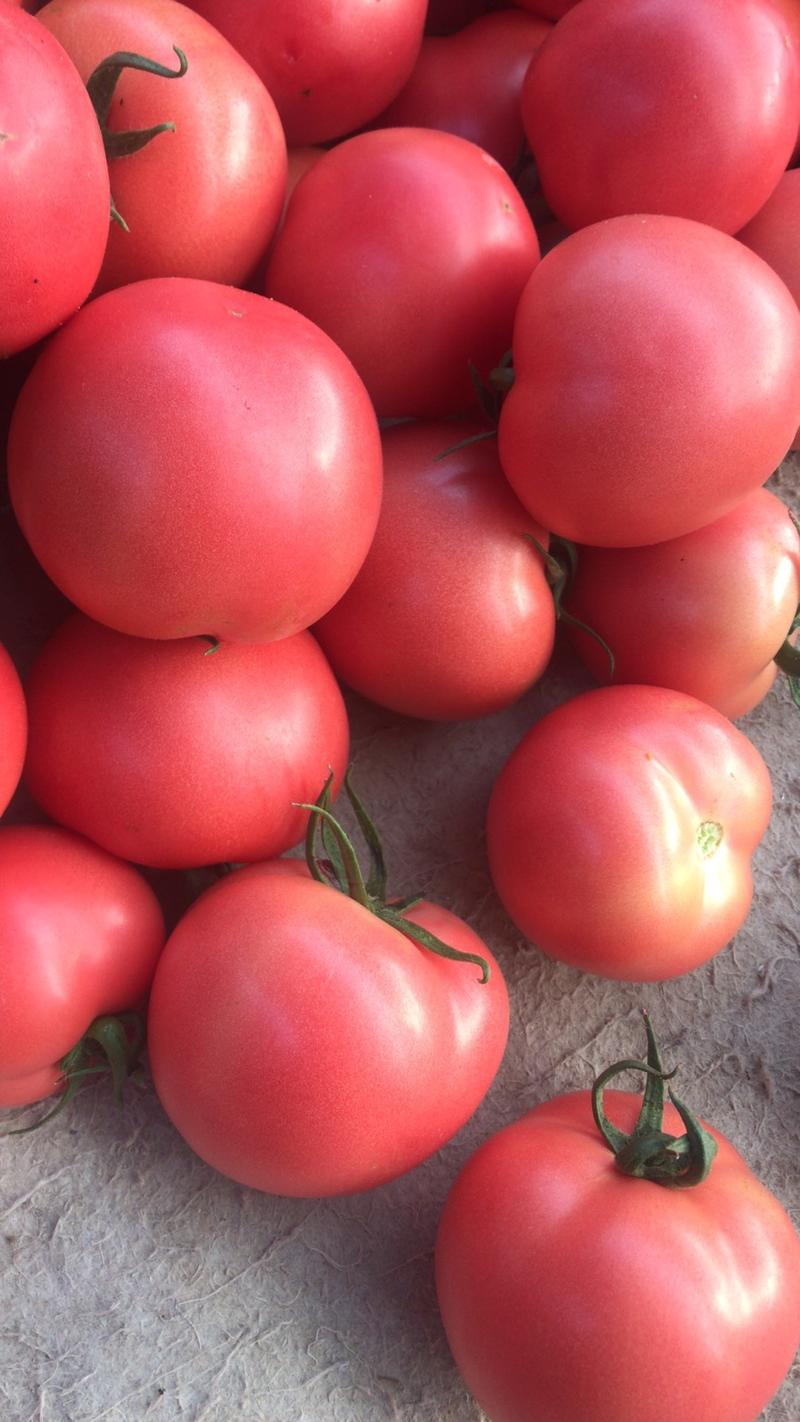 山东西红柿硬粉西红柿质量好果型圆颜色好耐运输