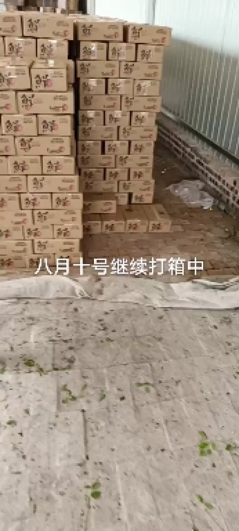 实力商家，冬枣，对接各大平台，电商，社区团购，商超