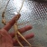 野生的山参，8克左右微残，没有品相要用价值高，适合自己配