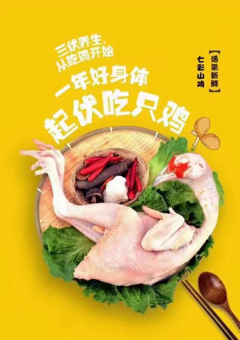 七彩散养野山鸡（白条公鸡）环颈椎