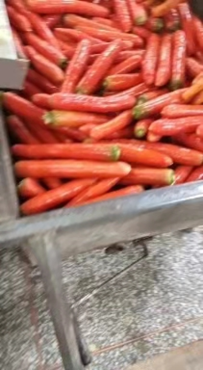 大荔胡萝卜小代货好，量大优惠，诚信经营，全国发货