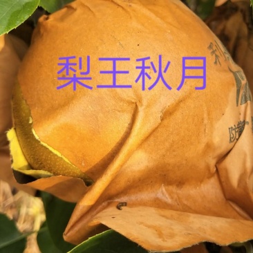 秋月梨高糖高表光精品种植基地