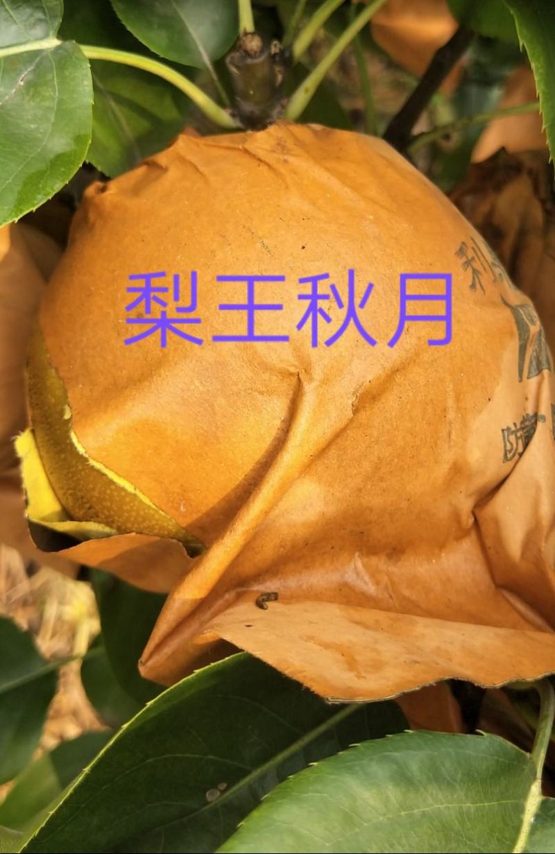 秋月梨高糖高表光精品种植基地