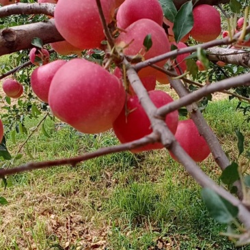 苹果