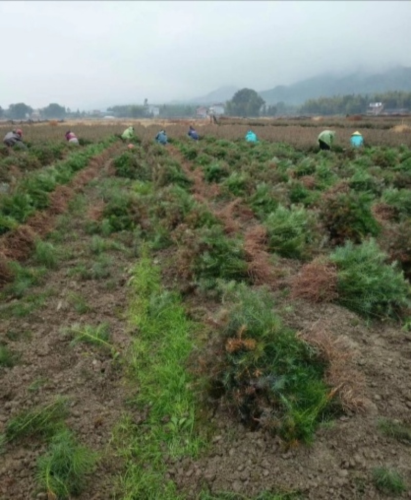 杉苗地苗小苗0.3公分以上精品杉苗造林苗