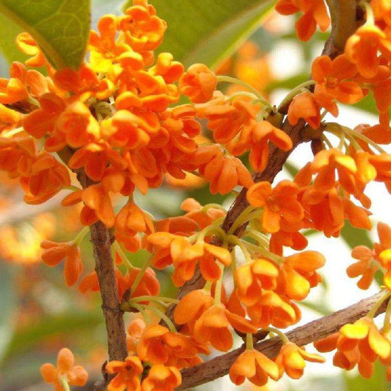 桂花种子四季桂金桂银桂八月桂沉香丹桂花种子四季种