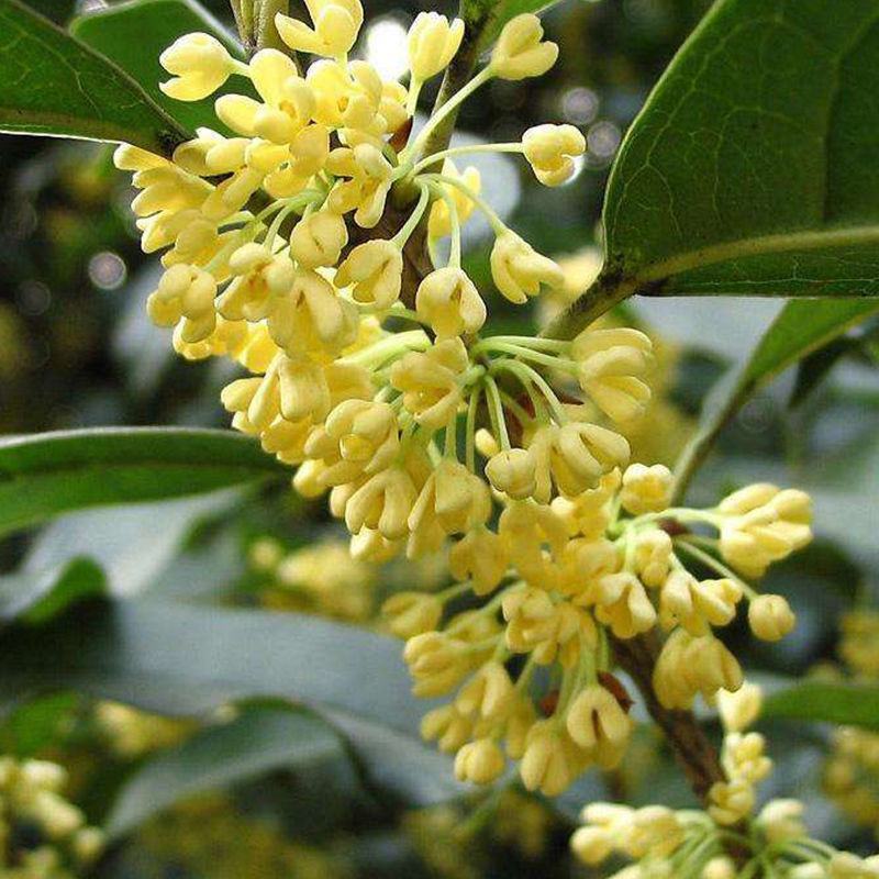 桂花种子四季桂金桂银桂八月桂沉香丹桂花种子四季种