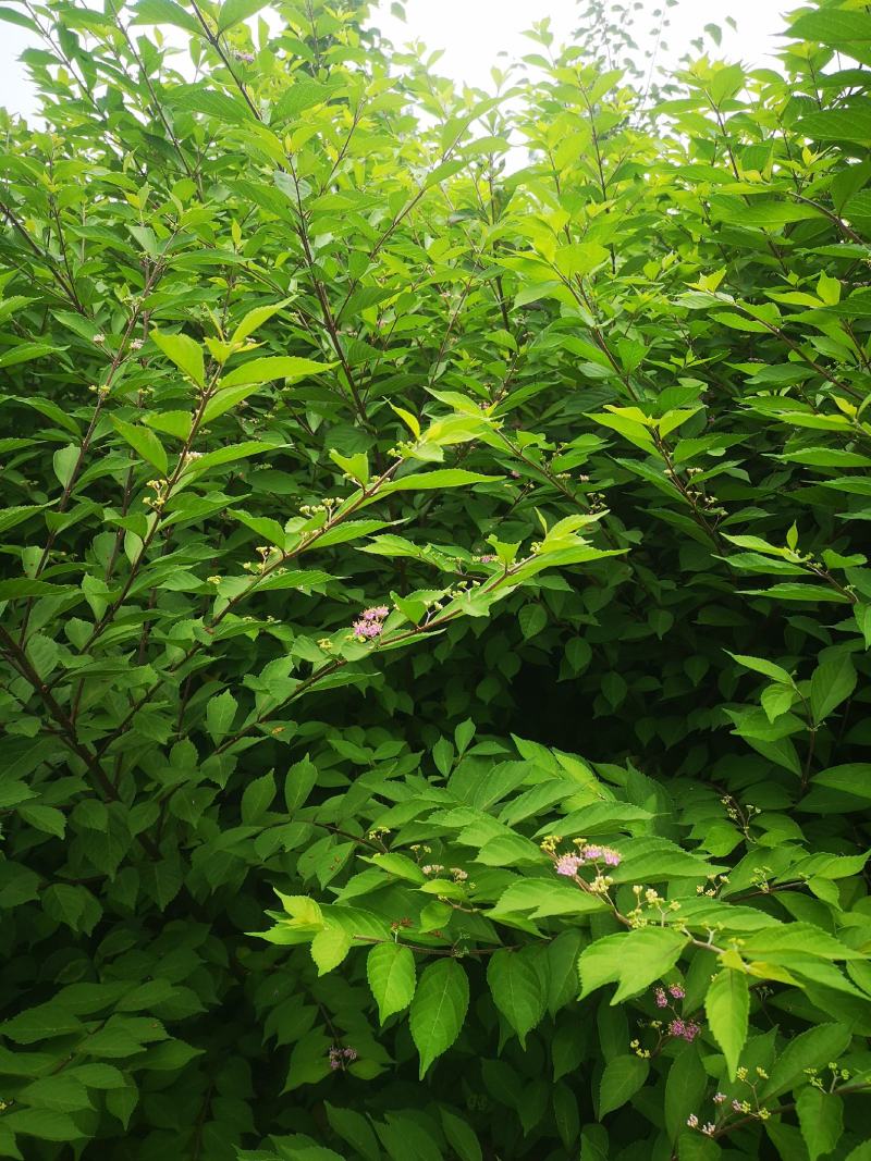 紫珠，华紫珠，河南紫珠苗专业供应商