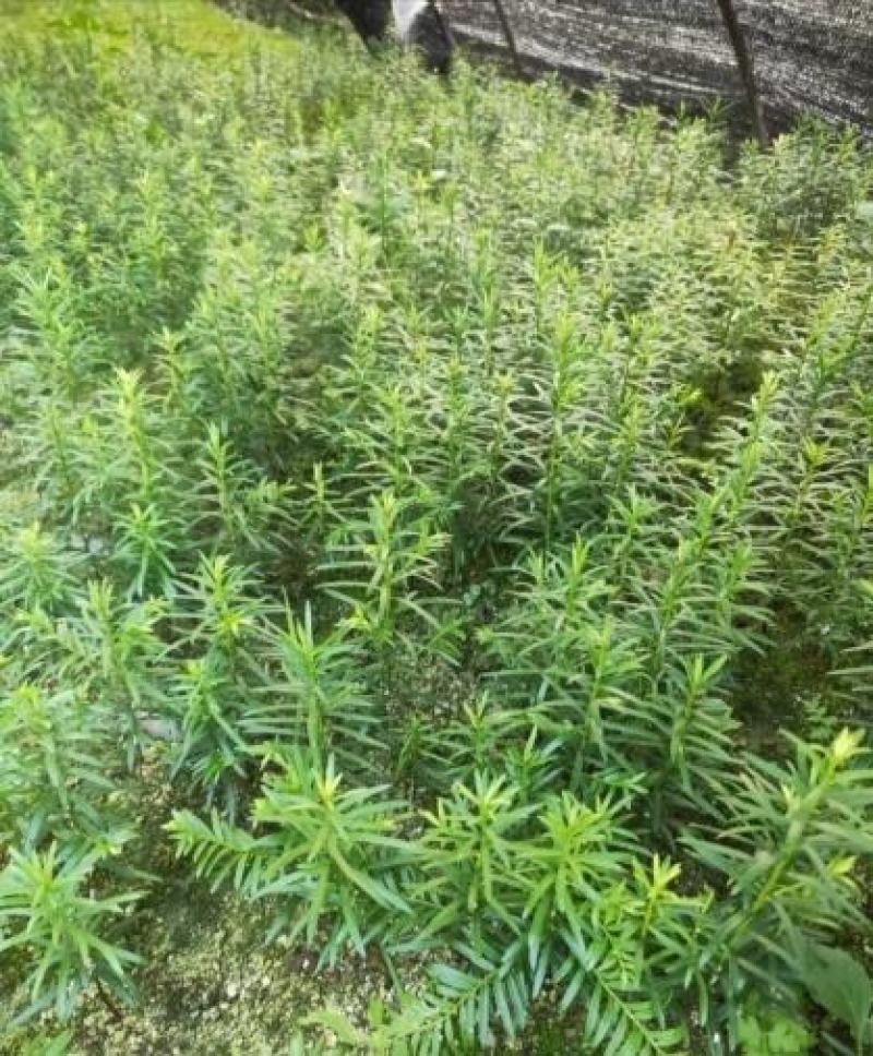 红豆杉小苗一年生以上中小精品苗规格多南方红豆杉小苗