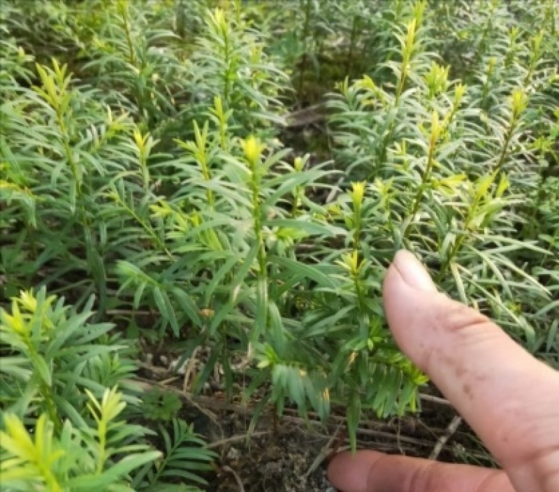 红豆杉小苗一年生以上中小精品苗规格多南方红豆杉小苗