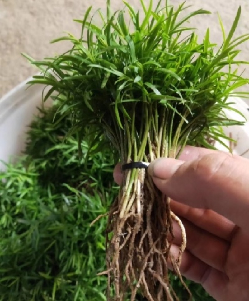 红豆杉小苗一年生以上中小精品苗规格多南方红豆杉小苗