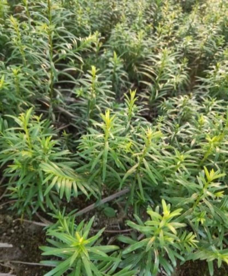 红豆杉小苗一年生以上中小精品苗规格多南方红豆杉小苗