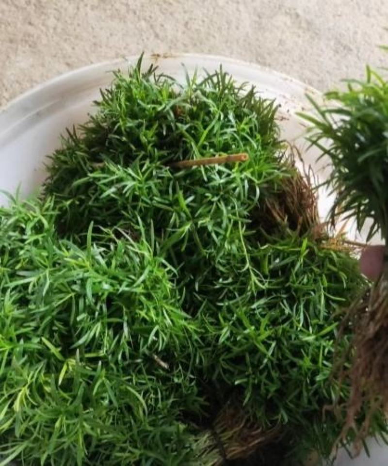 红豆杉小苗一年生以上中小精品苗规格多南方红豆杉小苗
