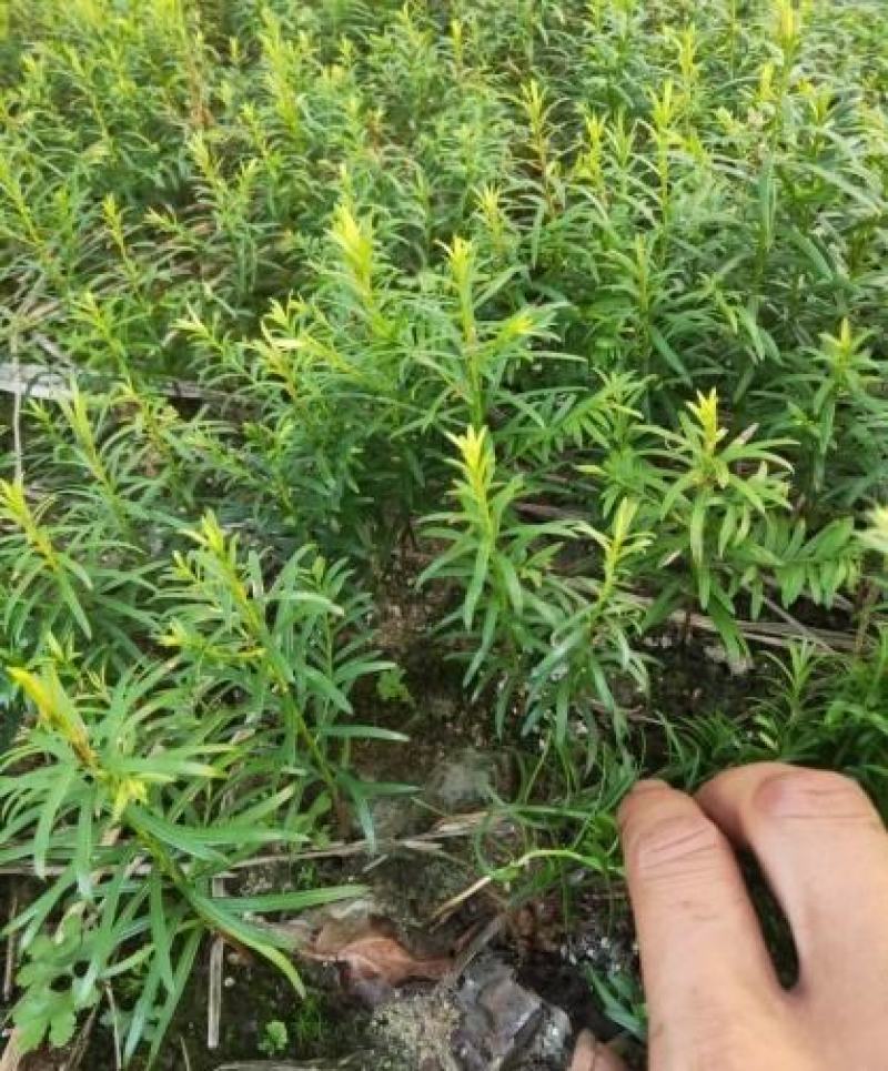 红豆杉小苗一年生以上中小精品苗规格多南方红豆杉小苗