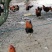 清远扇鸡