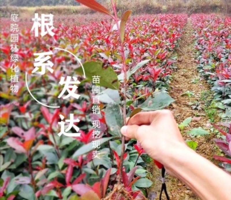 红叶石楠毛球金球红叶石楠80到120冠幅精品毛球金球