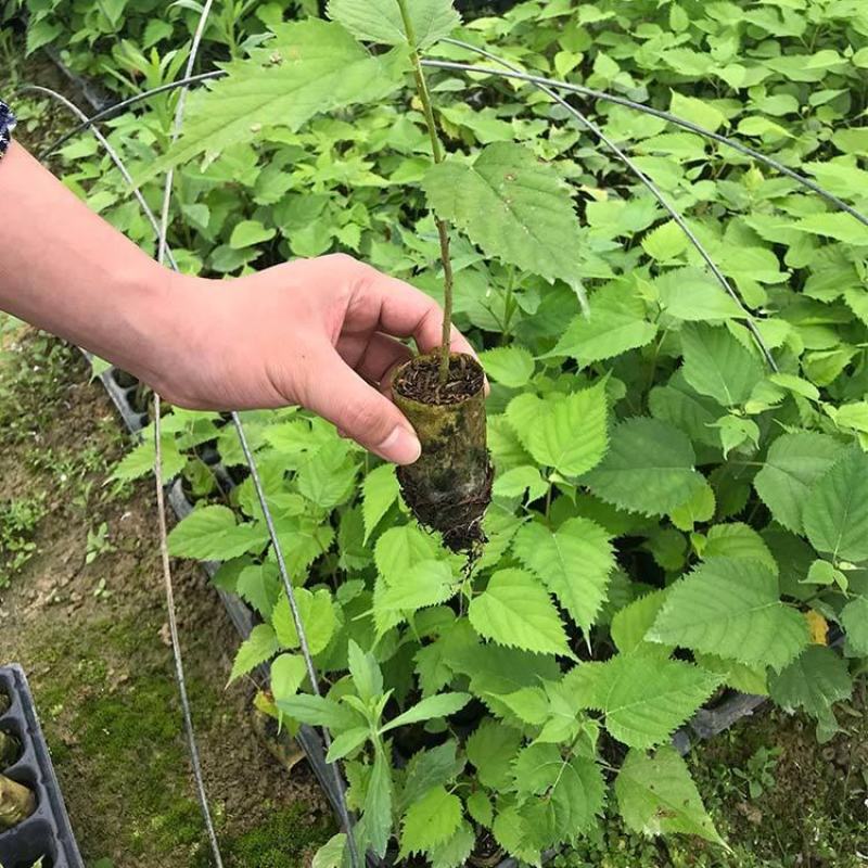 新采构树种子杂交构树种子构树种造纸树种畜禽饲喂猪