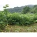新采构树种子杂交构树种子构树种造纸树种畜禽饲喂猪