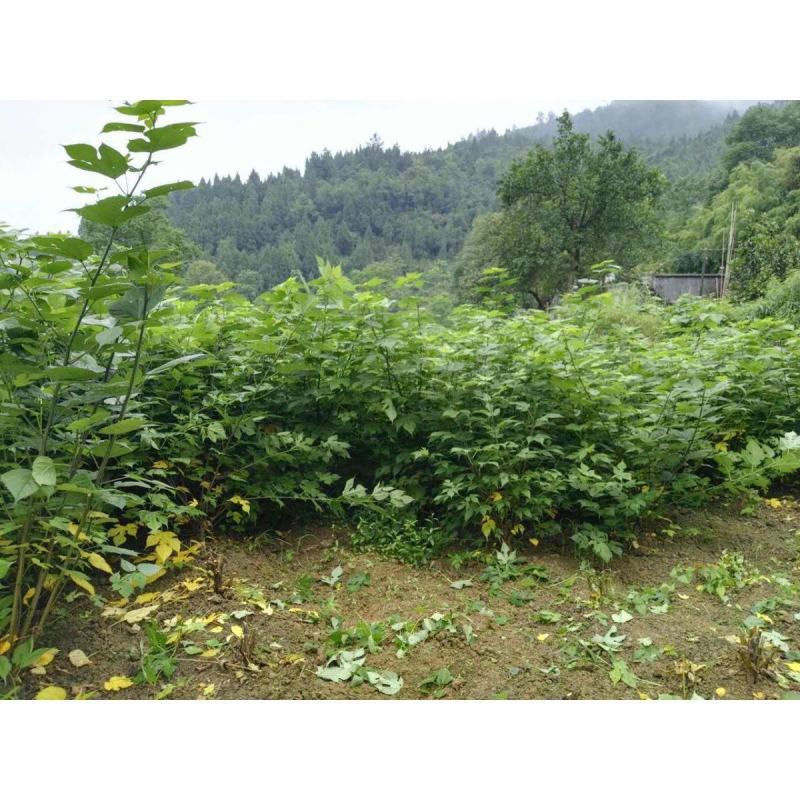 新采构树种子杂交构树种子构树种造纸树种畜禽饲喂猪