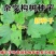 新采构树种子杂交构树种子构树种造纸树种畜禽饲喂猪