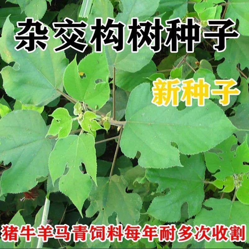 新采构树种子杂交构树种子构树种造纸树种畜禽饲喂猪