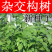 新采构树种子杂交构树种子构树种造纸树种畜禽饲喂猪