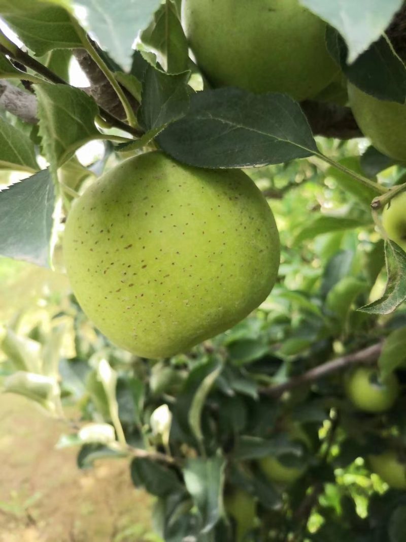 新疆王林青苹果/新疆王林/阿克苏苹果/冰糖心苹果