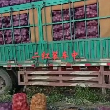 沽源县洋葱