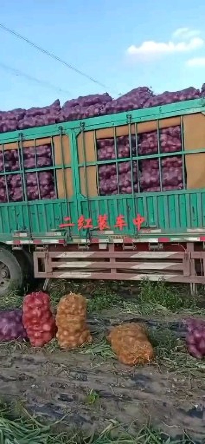沽源县洋葱