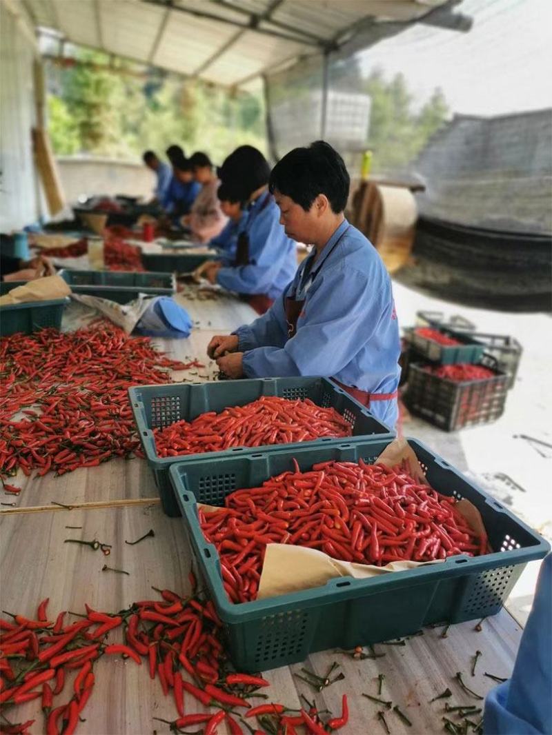 江西修水特产根佬脚辣椒酱豆豉萝卜干风味拌饭拌面特色香辣