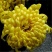 菊花种子盆栽室内花卉种籽贡菊野生菊花泡茶杭白菊种子