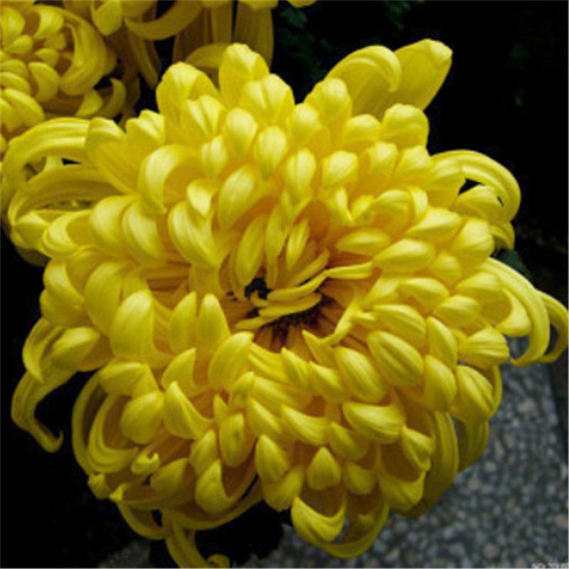 菊花种子盆栽室内花卉种籽贡菊野生菊花泡茶杭白菊种子